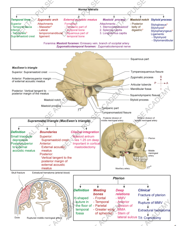 Dental Pulse Academy detailed osteology smart notes on a tablet